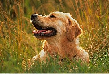 《死亡细胞》开发商：抢先体验很有用但并非万能